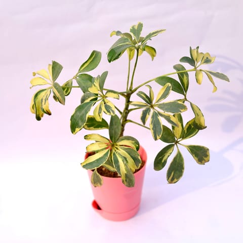 Schefflera Variegated in 4 Inch Pink Florence Self Watering Pot