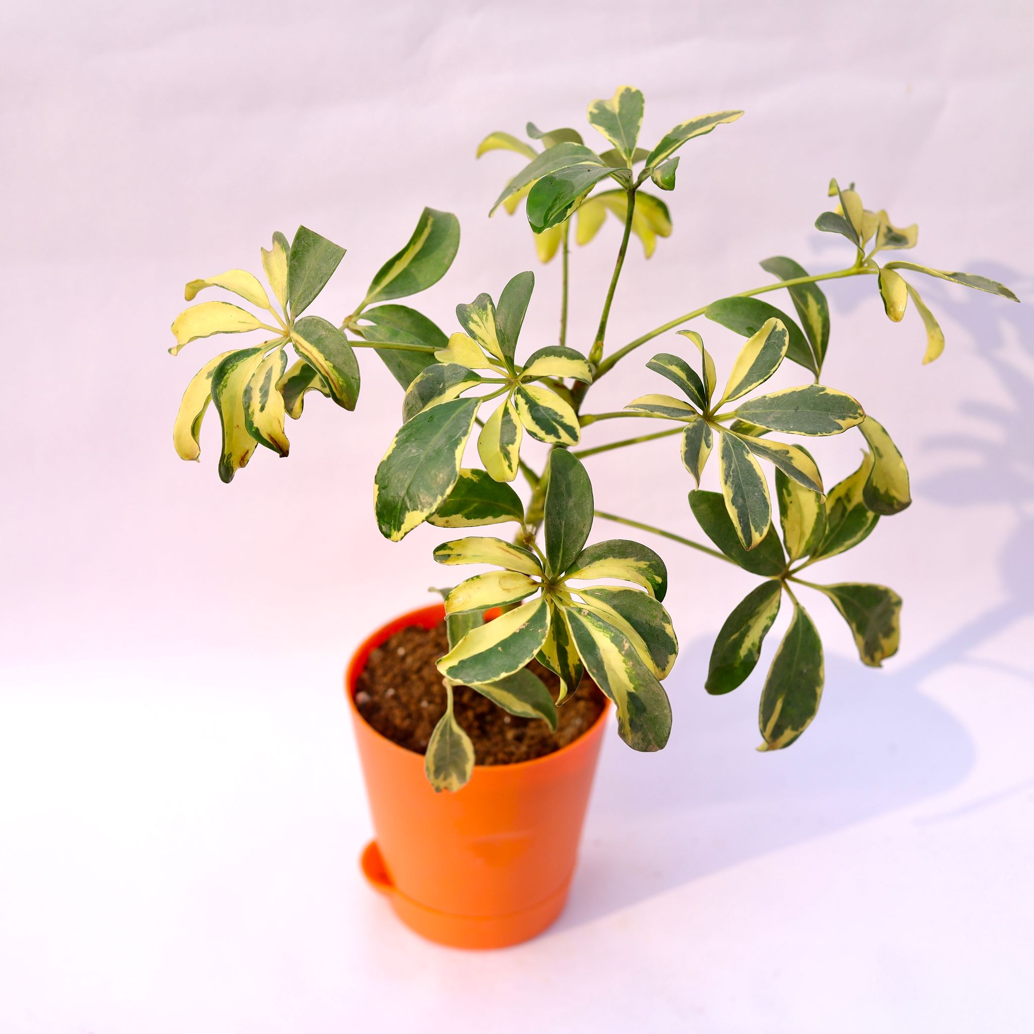 Schefflera Variegated in 4 Inch Orange Florence Self Watering Pot