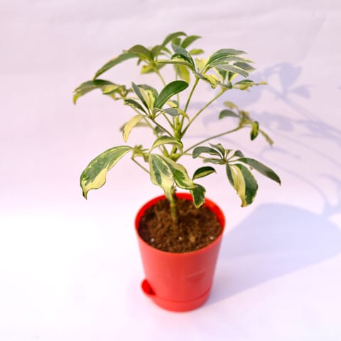 Schefflera Variegated in 4 Inch Red Florence Self Watering Pot
