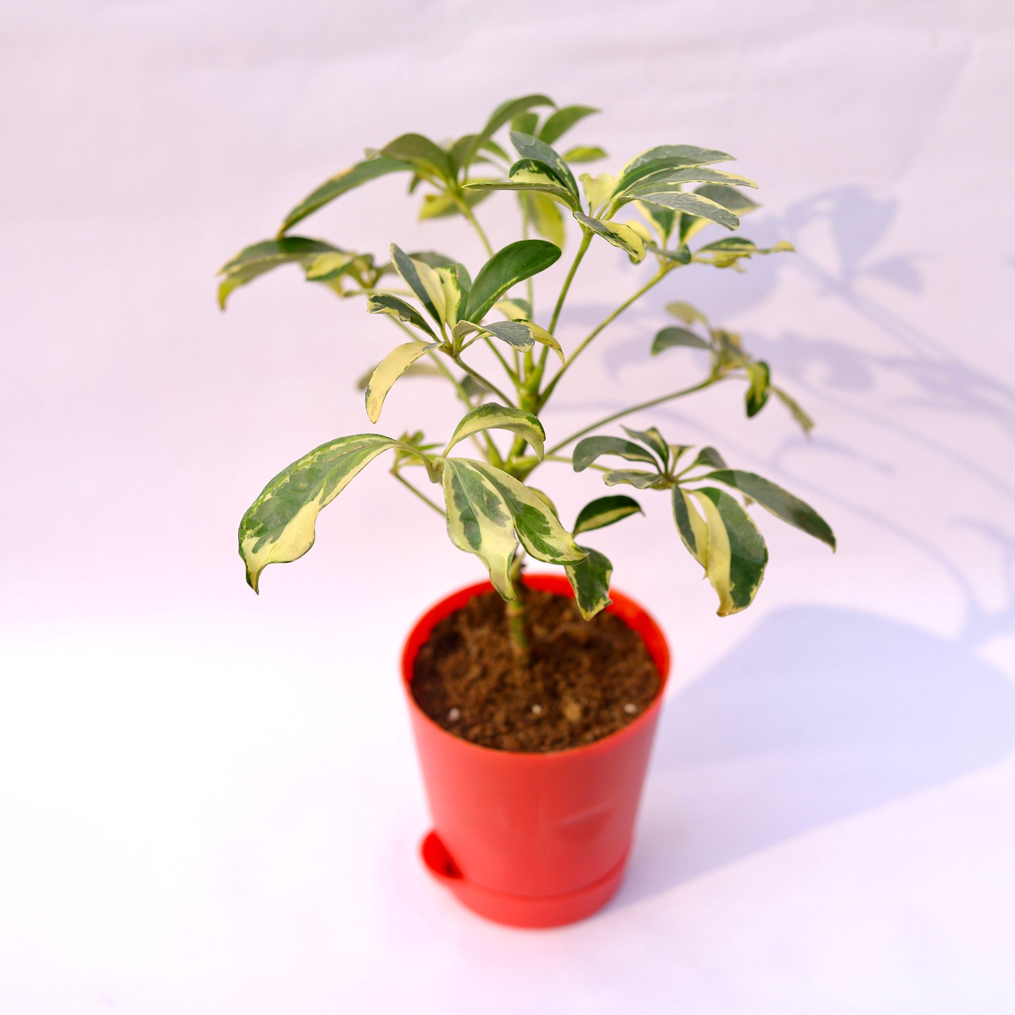 Schefflera Variegated in 4 Inch Red Florence Self Watering Pot