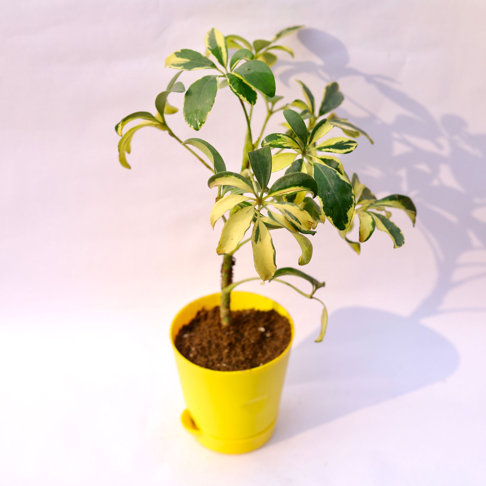 Schefflera Variegated in 4 Inch Yellow Florence Self Watering Pot