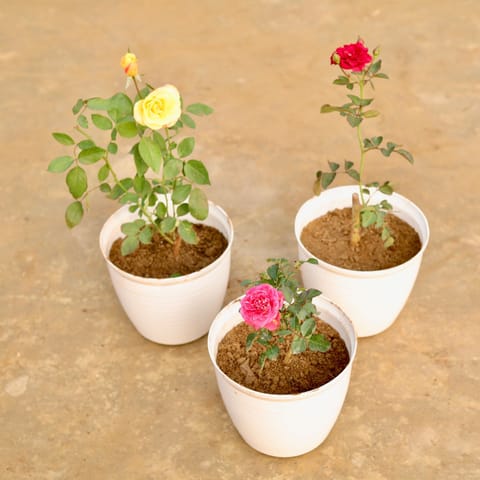 Roseful Steal - Set of 3 - Roses (Multicolour) in 08 Inch White Marble Premium Milo Round Plastic Pot