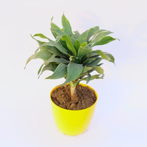 Dracaena Compacta in 6 Inch Yellow Premium Orchid Round Plastic Pot