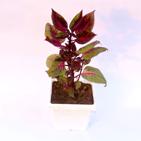 Dracaena Compacta in 4 Inch White Marble Premium Orchid Square Plastic Pot