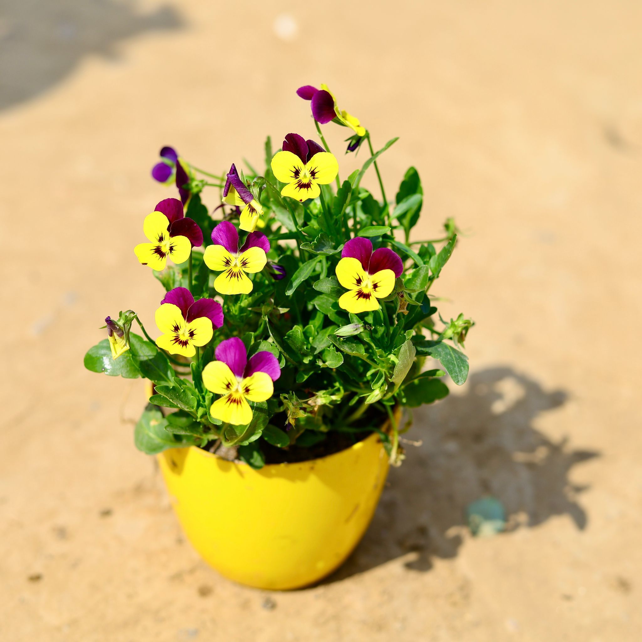 Voila Pansy (any colour) in 4 Inch Yellow Premium Orchid Round Plastic Pot