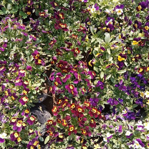 Set Of 10 - Voila Pansy (Any Colour) in 4 Inch Nursery Bag