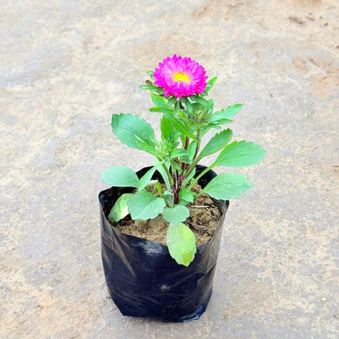Aster (any colour) in 3 Inch Nursery Bag