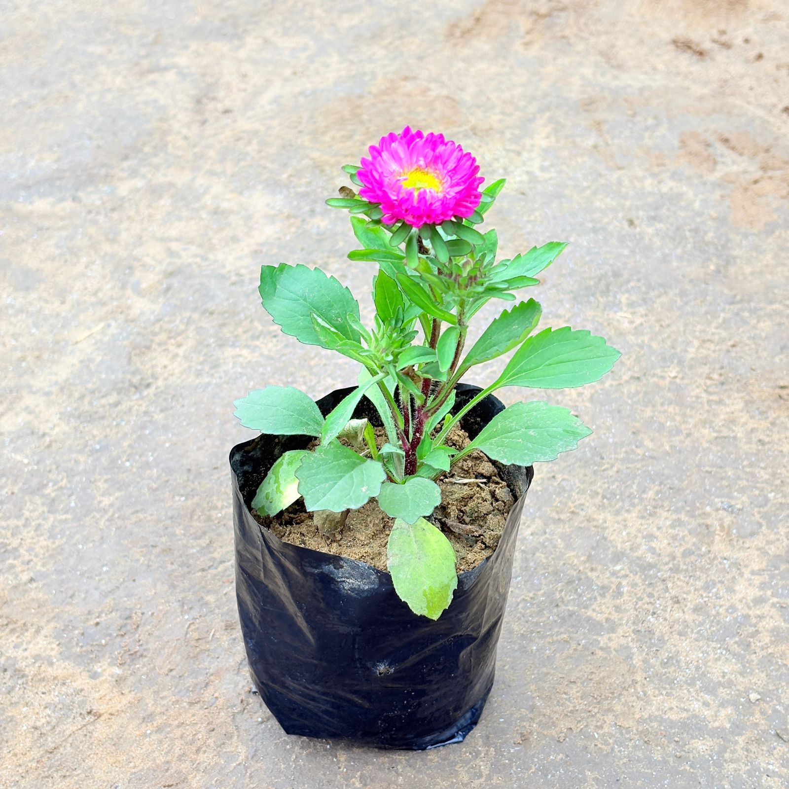 Aster (any colour) in 3 Inch Nursery Bag