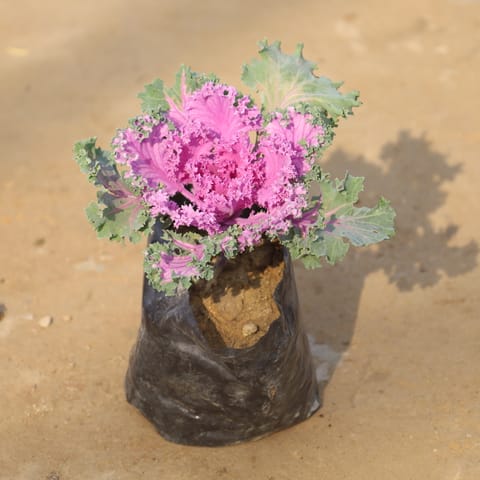 Kale Purple in 4 Inch Nursery Bag