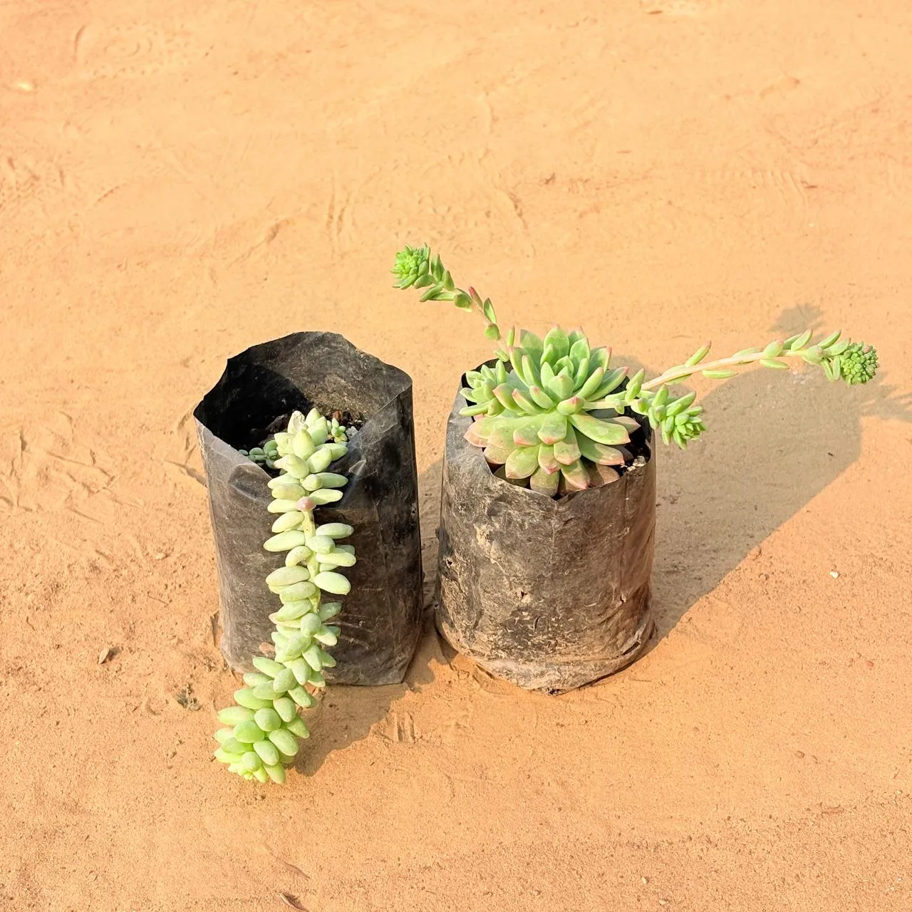 Set of 2 - Burro's Tail Succulent & Echeveria Red Succulent in 3 inch Nursery Bag