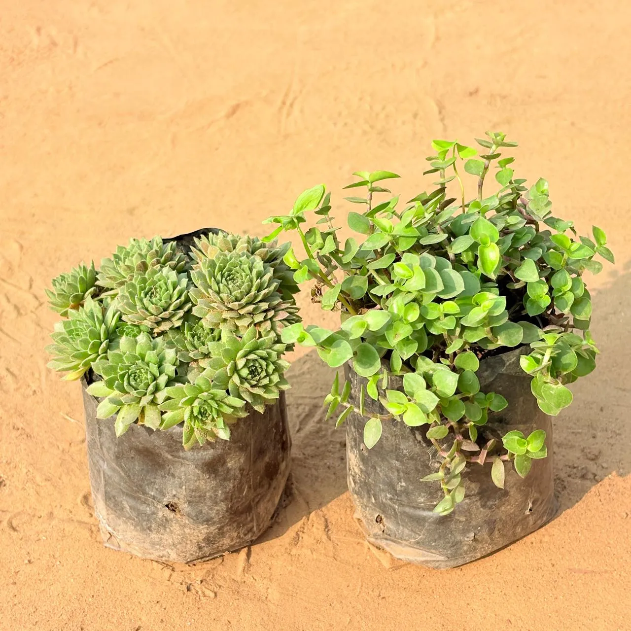 Set of 2 - Black Lady / Turtle Vine Black & Chicken & Hen Succulent in 3 inch Nursery Bag