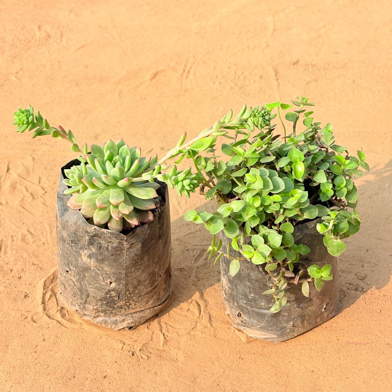 Set of 2 - Black Lady / Turtle Vine Black & Echeveria Red Succulent in 3 inch Nursery Bag