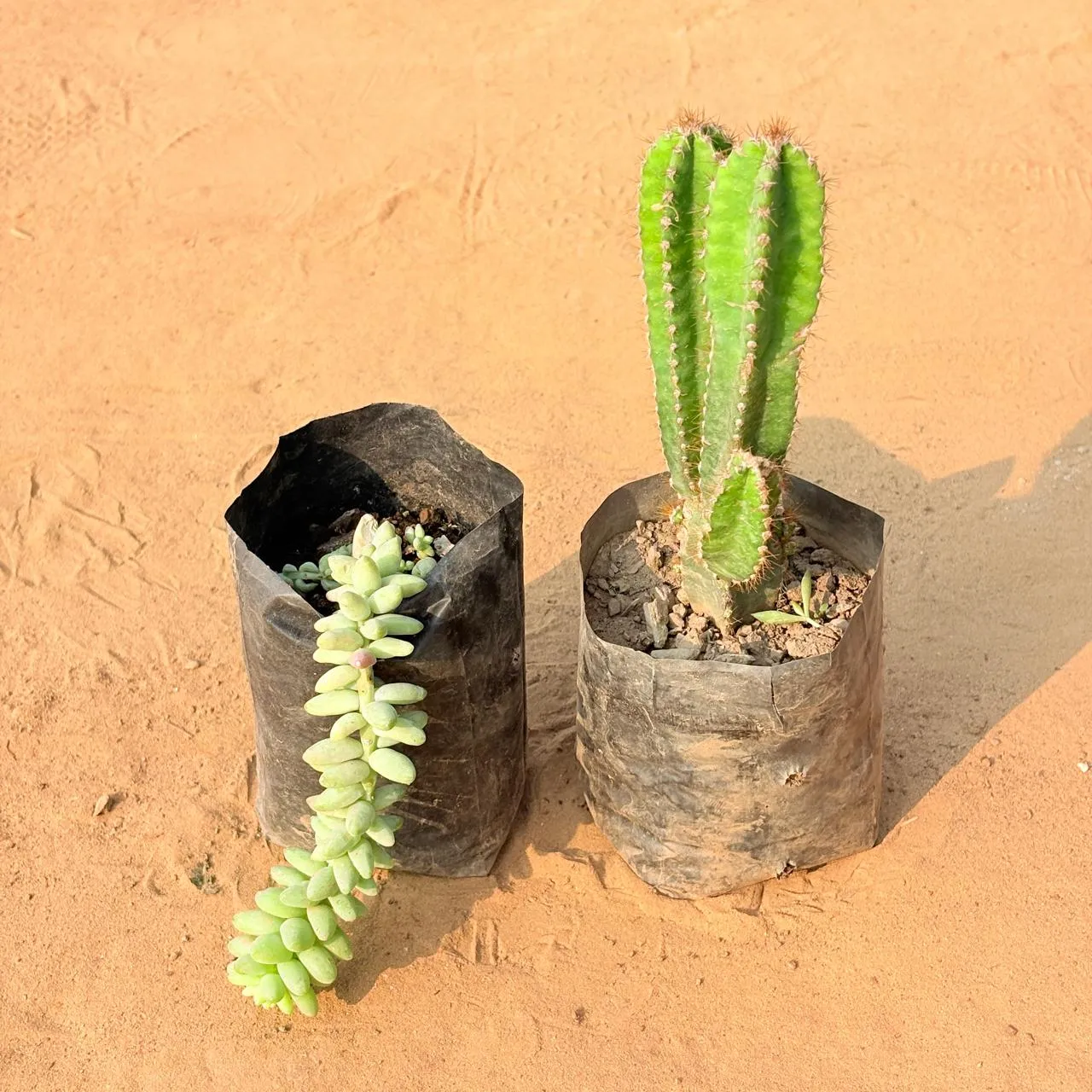 Set of 2 - Burro's Tail Succulent & Fairy Castle Fairy Tale Cactus in 3 inch Nursery Bag
