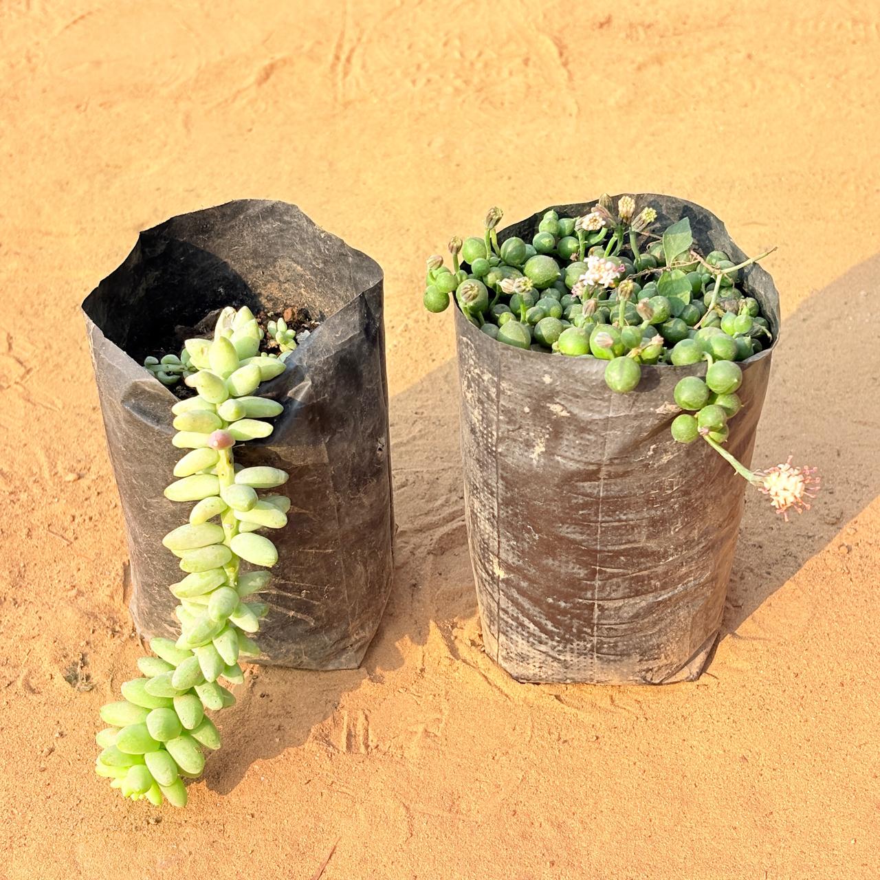 Set of 2 - Burro's Tail Succulent & String of Pearls Succulent in 3 inch Nursery Bag
