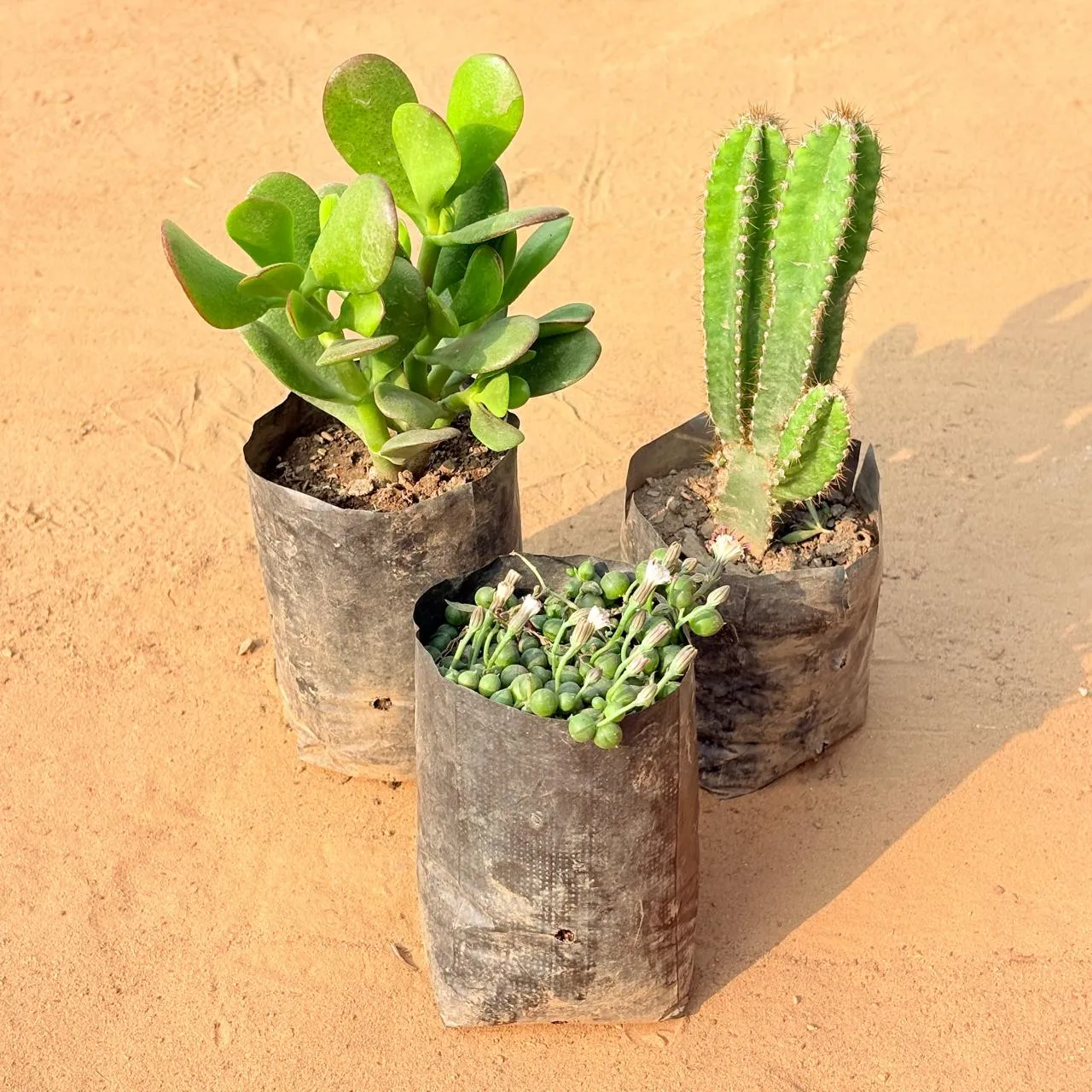 Set of 3 - Crassula Ovata/ Dhan Kuber, String of Pearls Succulent & Fairy Castle Fairy Tale Cactus in 3 inch Nursery Bag