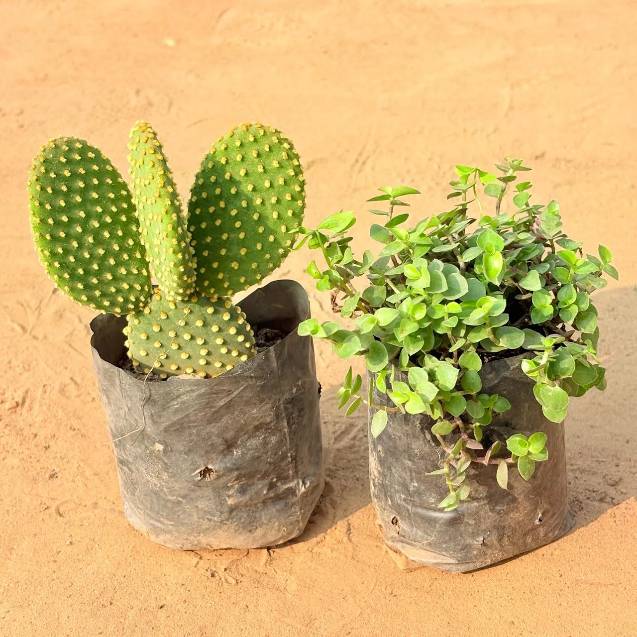 Set of 2 - Black Lady / Turtle Vine Black & Bunny Ear Cactus in 3 inch Nursery Bag