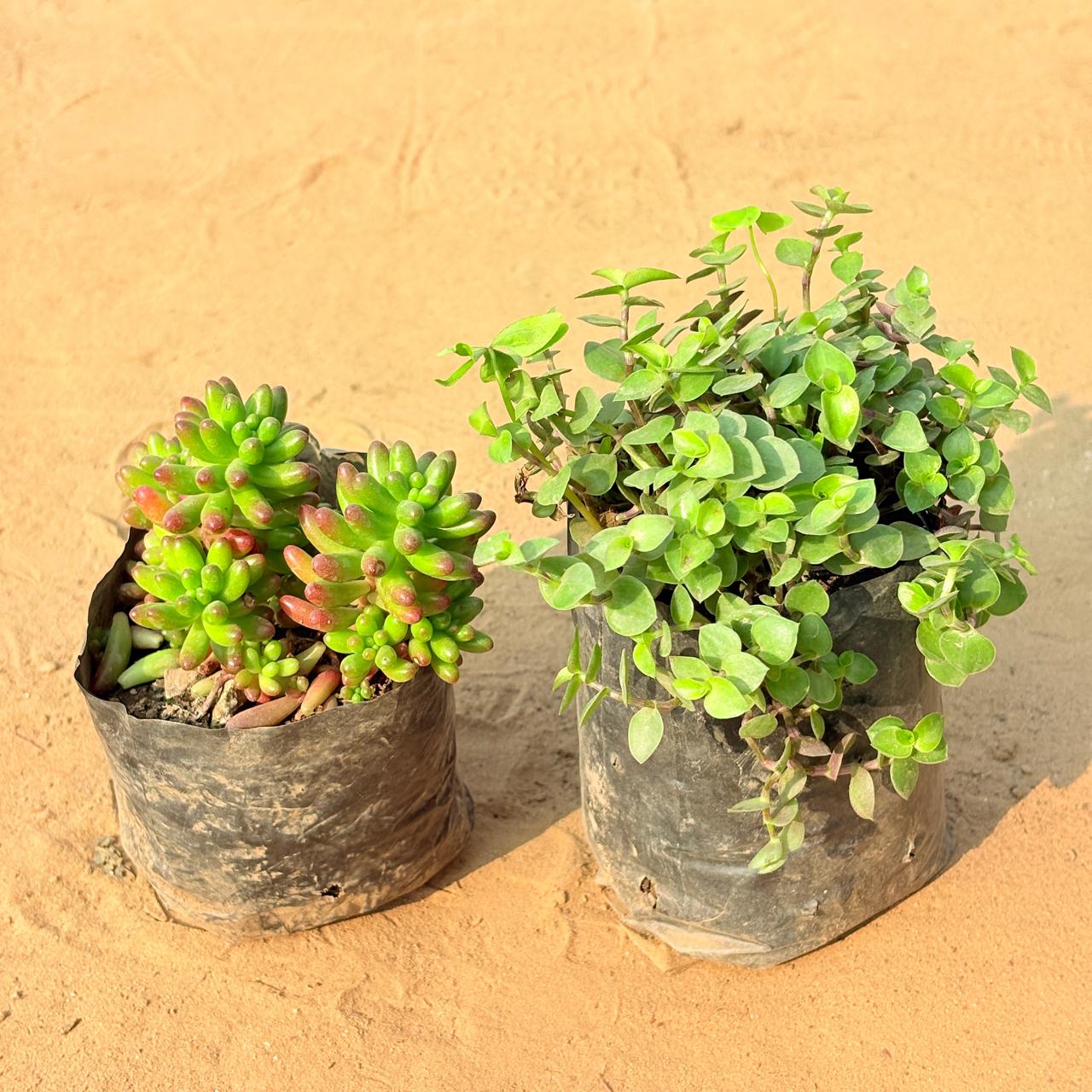 Set of 2 - Black Lady / Turtle Vine Black & Jelly Bean Succulent in 3 inch Nursery Bag