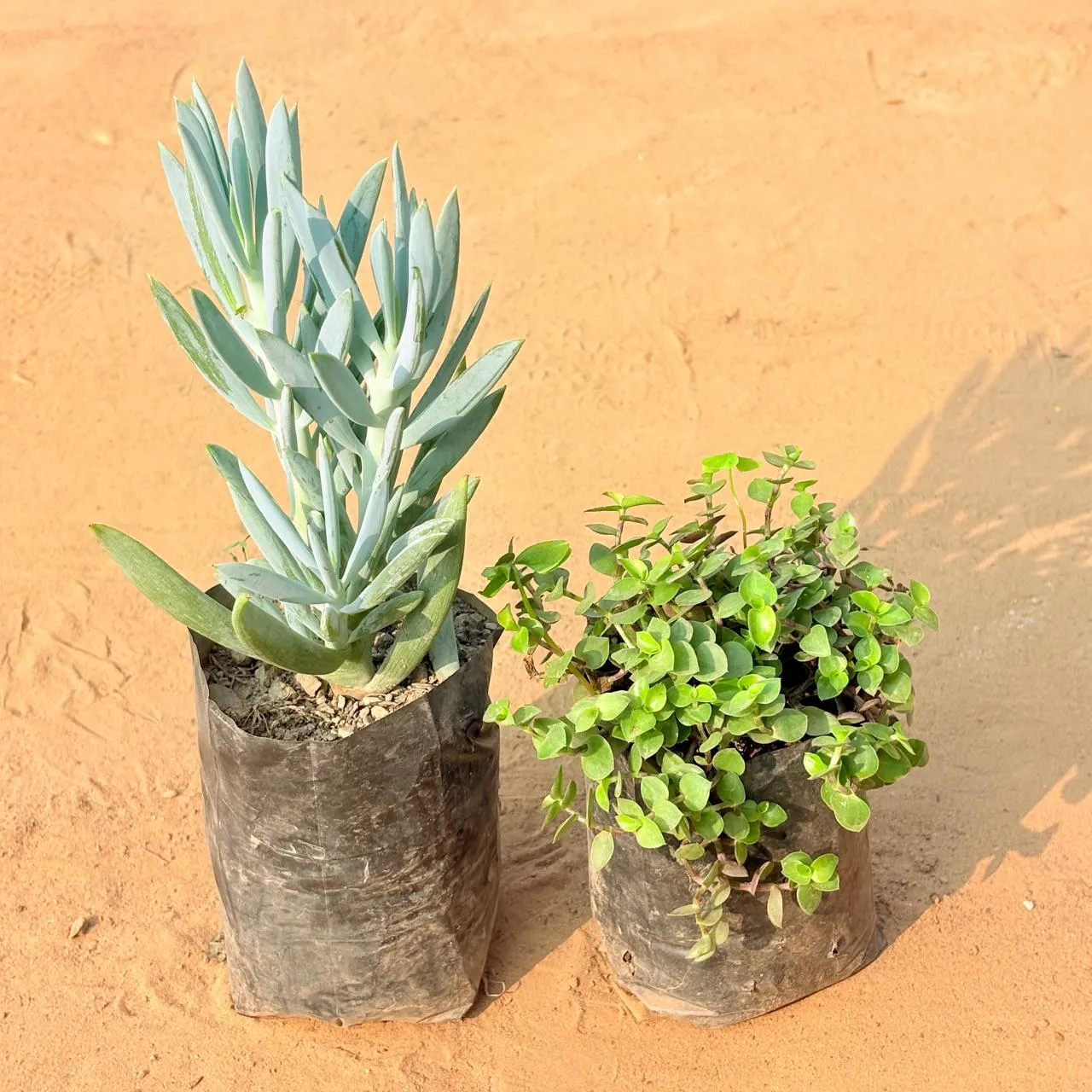 Set of 2 - Black Lady / Turtle Vine Black & Curio Repens Succulent in 3 inch Nursery Bag