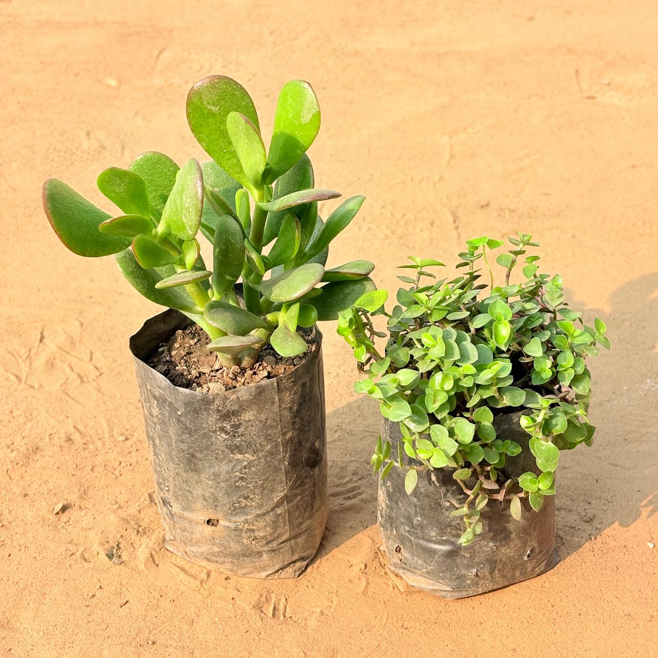 Set of 2 - Black Lady / Turtle Vine Black & Crassula Ovata/ Dhan Kuber in 3 inch Nursery Bag
