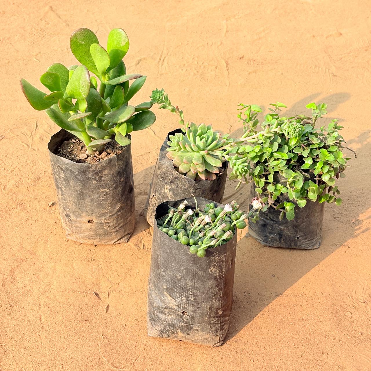 Set of 4 - Crassula Ovata/ Dhan Kuber, String of Pearls Succulent, Black Lady / Turtle Vine Black & Echeveria Red Succulent in 3 inch Nursery Bag