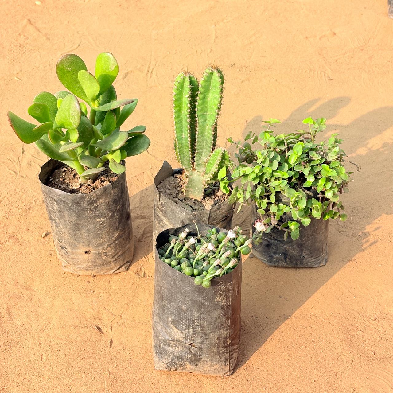 Set of 4 - Crassula Ovata/ Dhan Kuber, String of Pearls Succulent, Black Lady / Turtle Vine Black & Fairy Castle Fairy Tale Cactus in 3 inch Nursery Bag