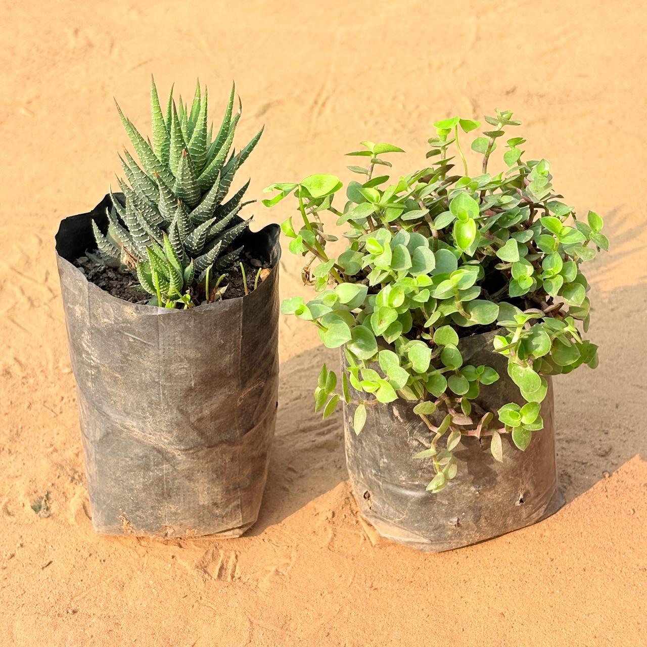 Set of 2 - Black Lady / Turtle Vine Black & Haworthia Zebrina in 3 inch Nursery Bag