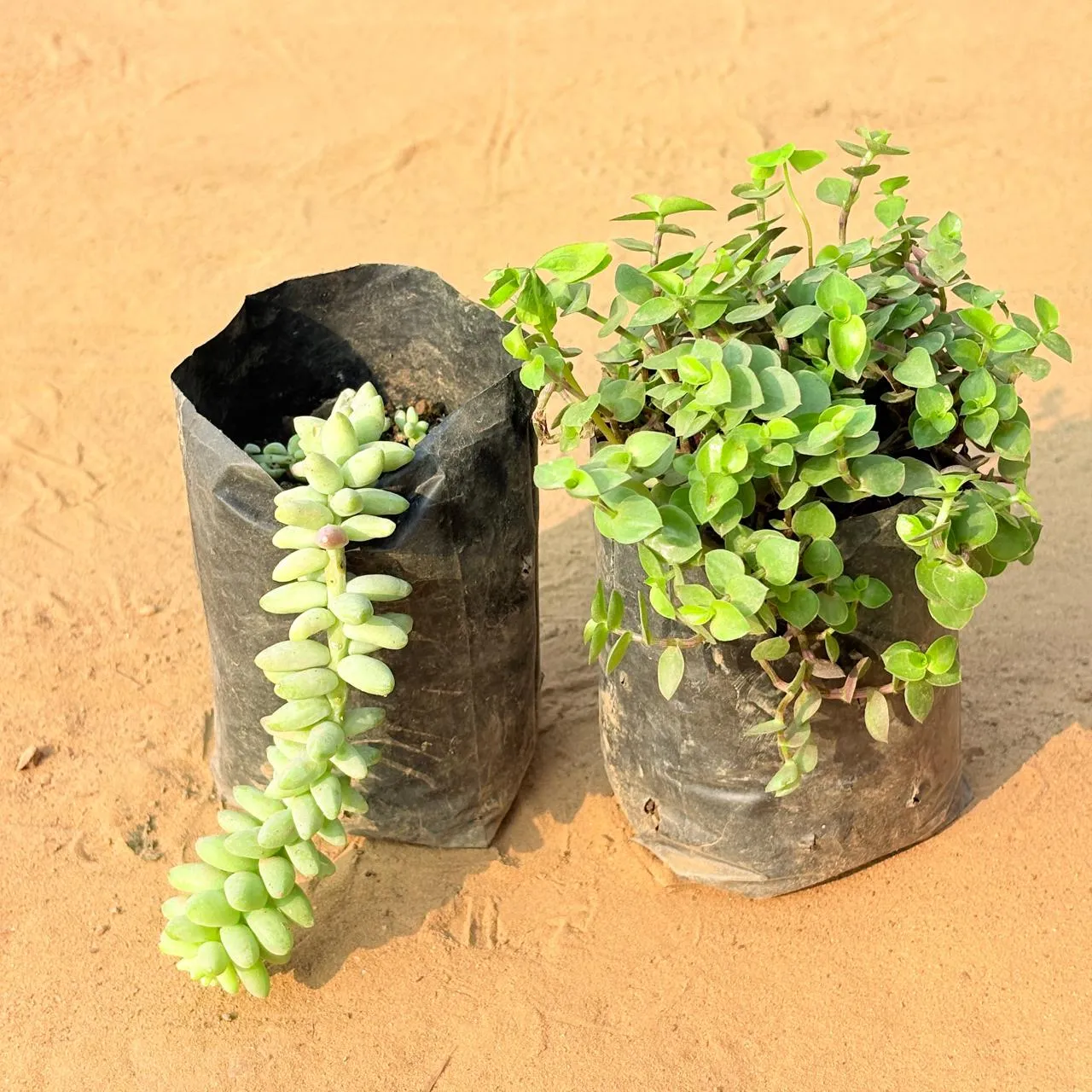 Set of 2 - Black Lady / Turtle Vine Black & Burro's Tail Succulent in 3 inch Nursery Bag