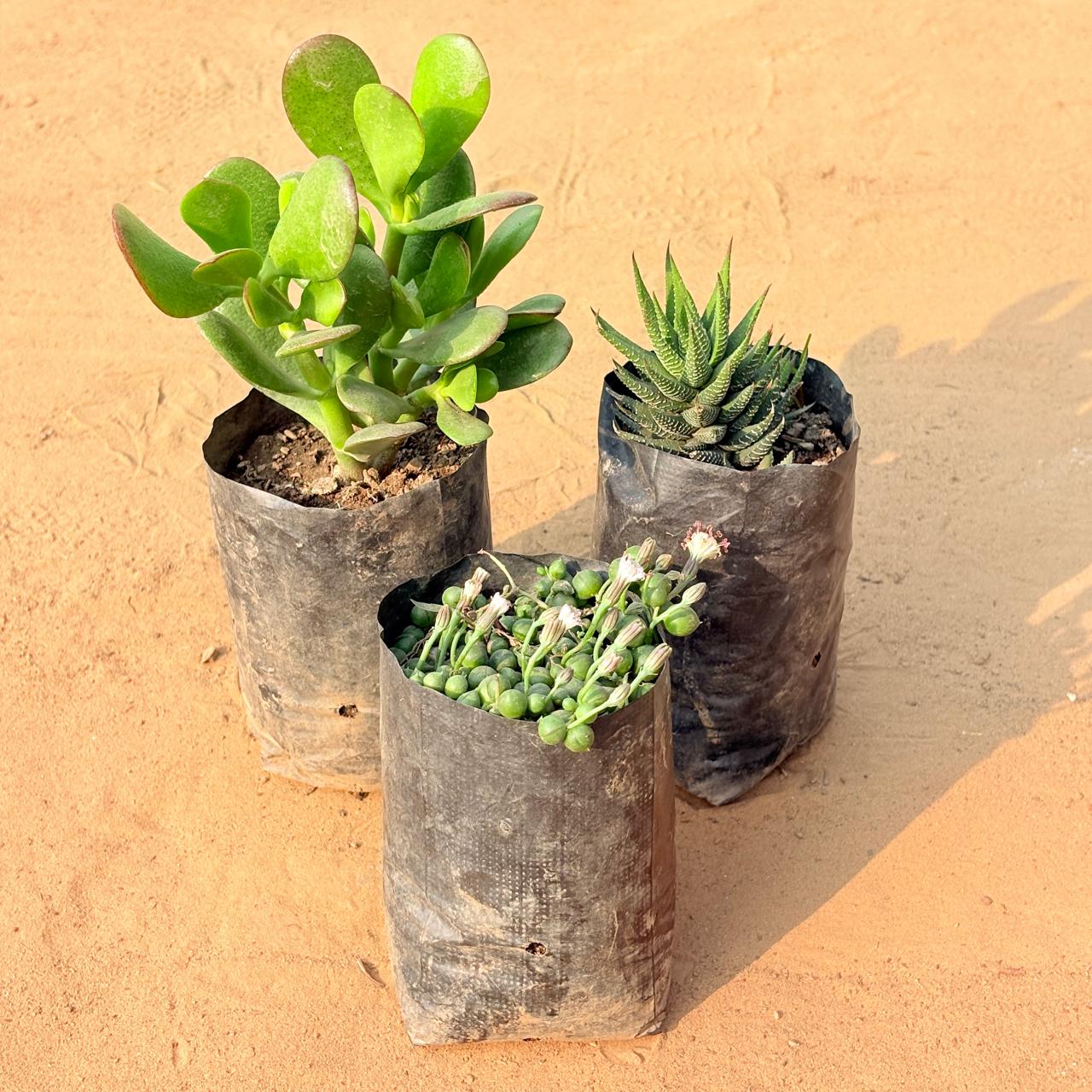 Set of 3 - Crassula Ovata/ Dhan Kuber, String of Pearls Succulent & Haworthia Zebrina in 3 inch Nursery Bag