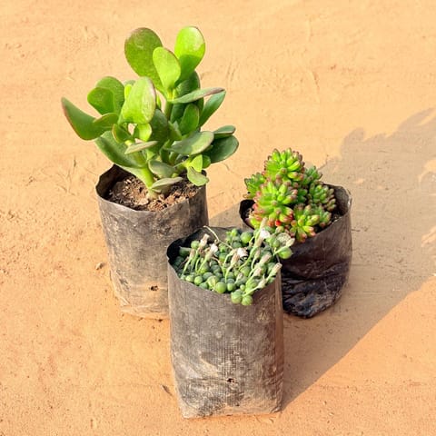 Set of 3 - Crassula Ovata/ Dhan Kuber, String of Pearls Succulent & Jelly Bean Succulent in 3 inch Nursery Bag