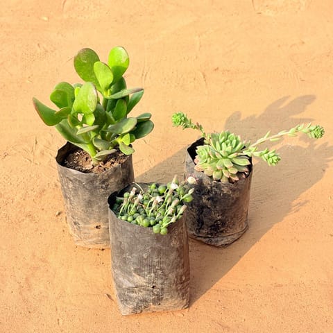 Set of 3 - Crassula Ovata/ Dhan Kuber, String of Pearls Succulent & Echeveria Red Succulent in 3 inch Nursery Bag