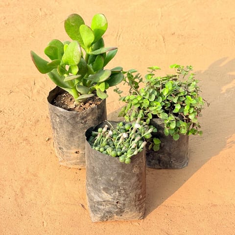Set of 3 - Crassula Ovata/ Dhan Kuber, String of Pearls Succulent & Black Lady / Turtle Vine Black in 3 inch Nursery Bag