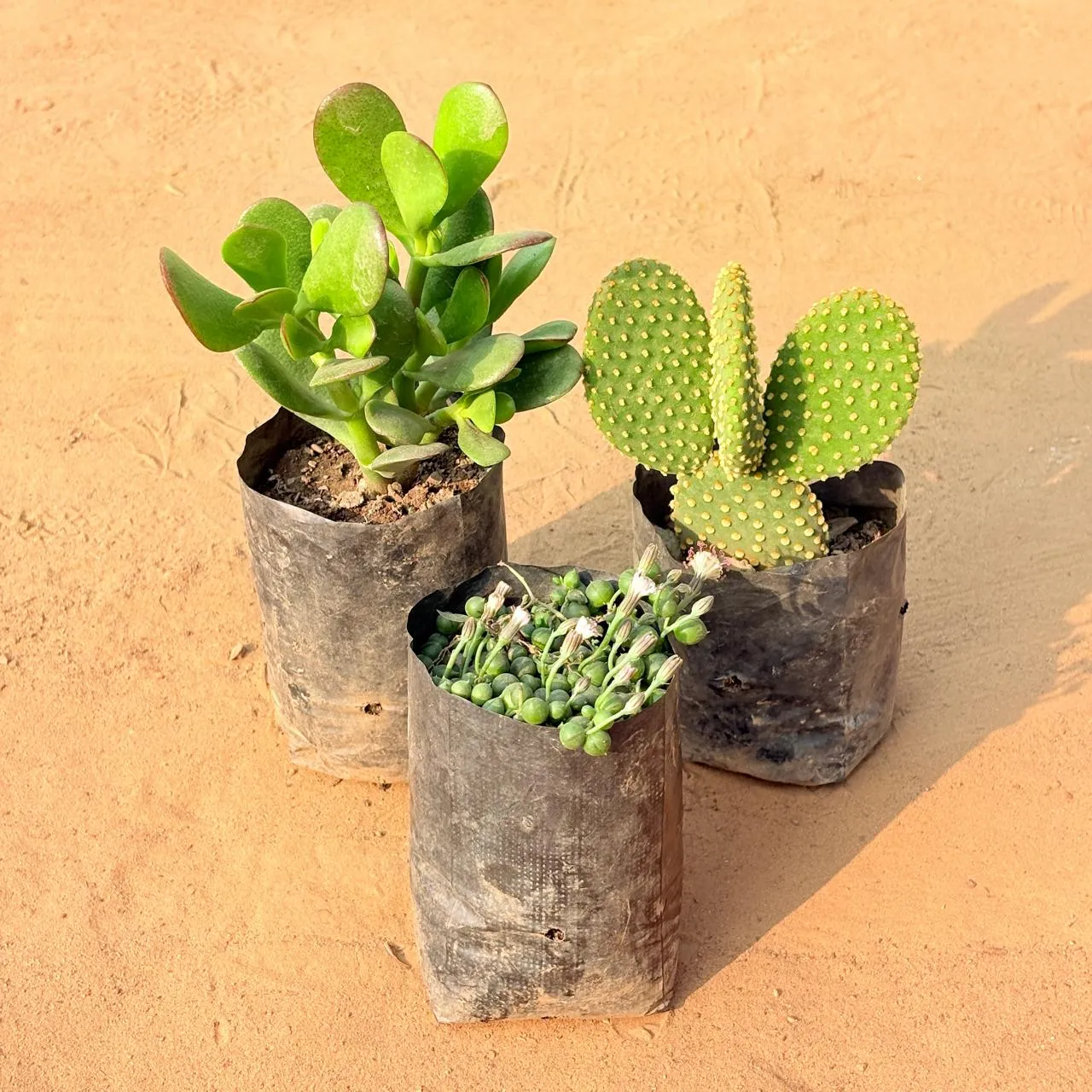 Set of 3 - Crassula Ovata/ Dhan Kuber, String of Pearls Succulent & Bunny Ear Cactus in 3 inch Nursery Bag
