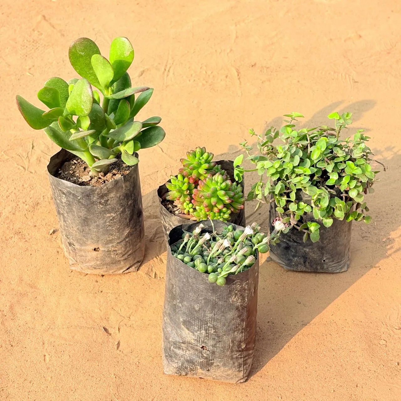 Set of 4 - Crassula Ovata/ Dhan Kuber, String of Pearls Succulent, Black Lady / Turtle Vine Black & Jelly Bean Succulent in 3 inch Nursery Bag