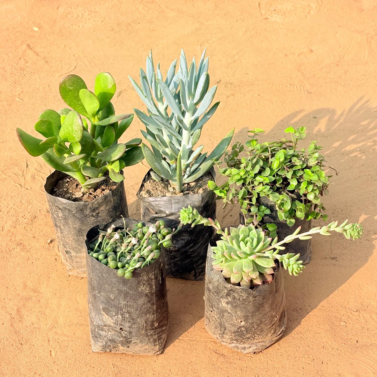 Set of 5 - Crassula Ovata/ Dhan Kuber, String of Pearls Succulent, Black Lady / Turtle Vine Black, Curio Repens Succulent & Echeveria Red Succulent in 3 inch Nursery Bag