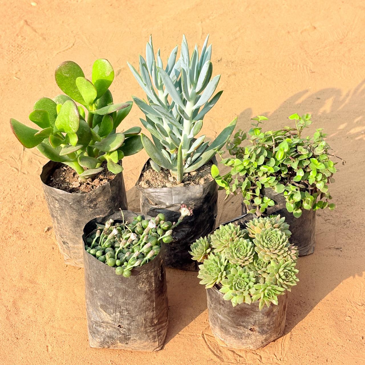 Set of 5 - Crassula Ovata/ Dhan Kuber, String of Pearls Succulent, Black Lady / Turtle Vine Black, Curio Repens Succulent & Chicken & Hen Succulent in 3 inch Nursery Bag