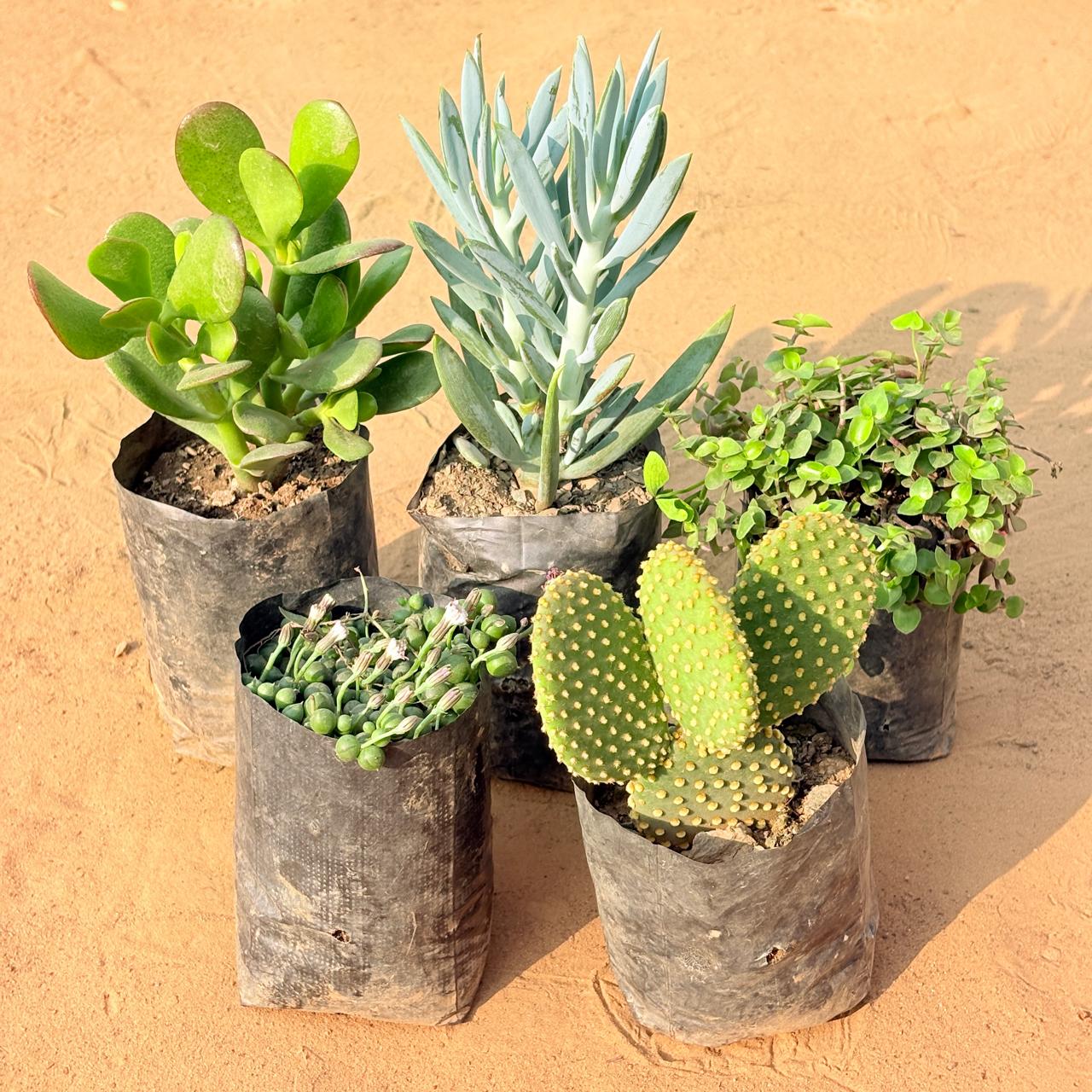 Set of 5 - Crassula Ovata/ Dhan Kuber, String of Pearls Succulent, Black Lady / Turtle Vine Black, Curio Repens Succulent & Bunny Ear Cactus in 3 inch Nursery Bag