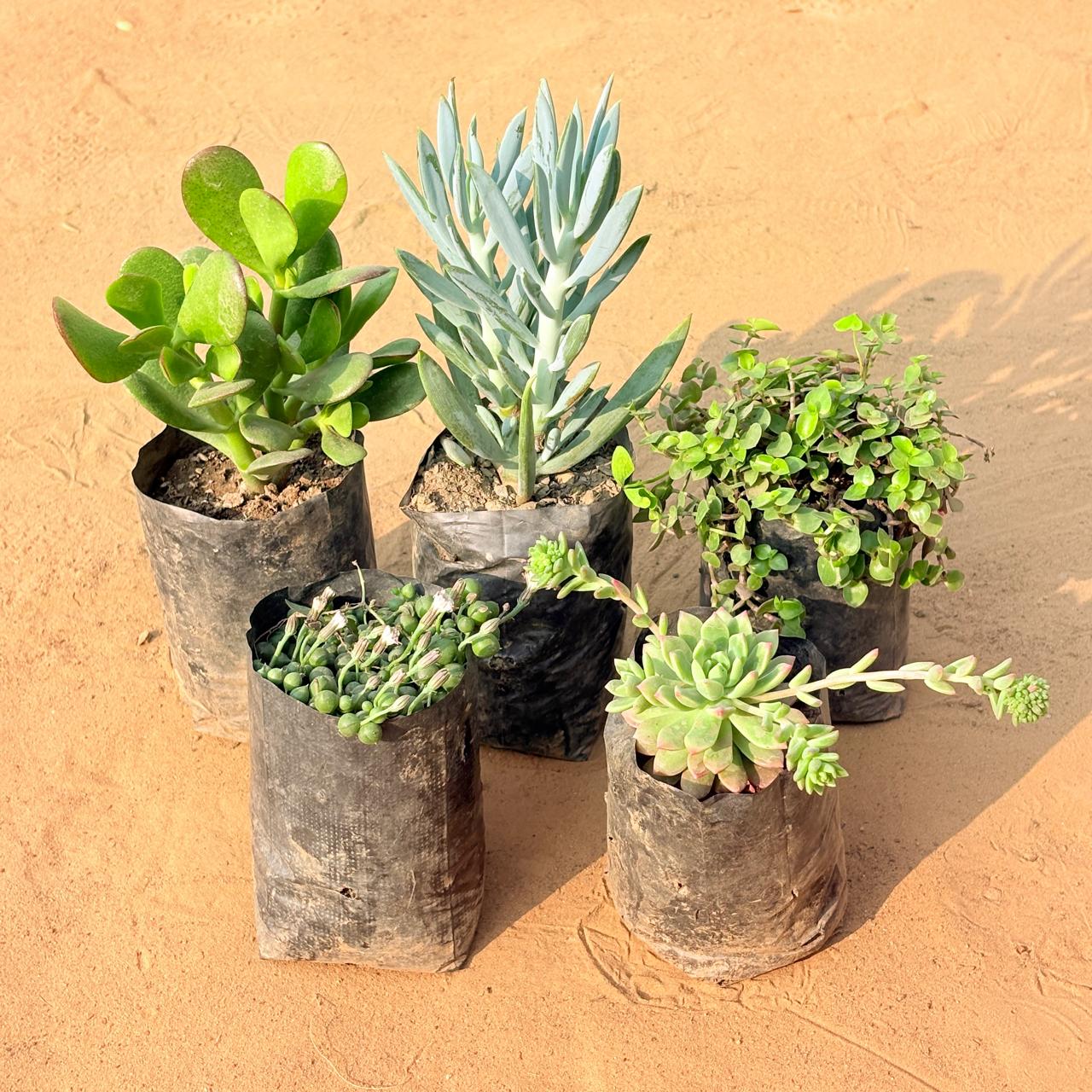 Set of 5 - Crassula Ovata/ Dhan Kuber, String of Pearls Succulent, Black Lady / Turtle Vine Black, Curio Repens Succulent & Echeveria Red Succulent in 3 inch Nursery Bag