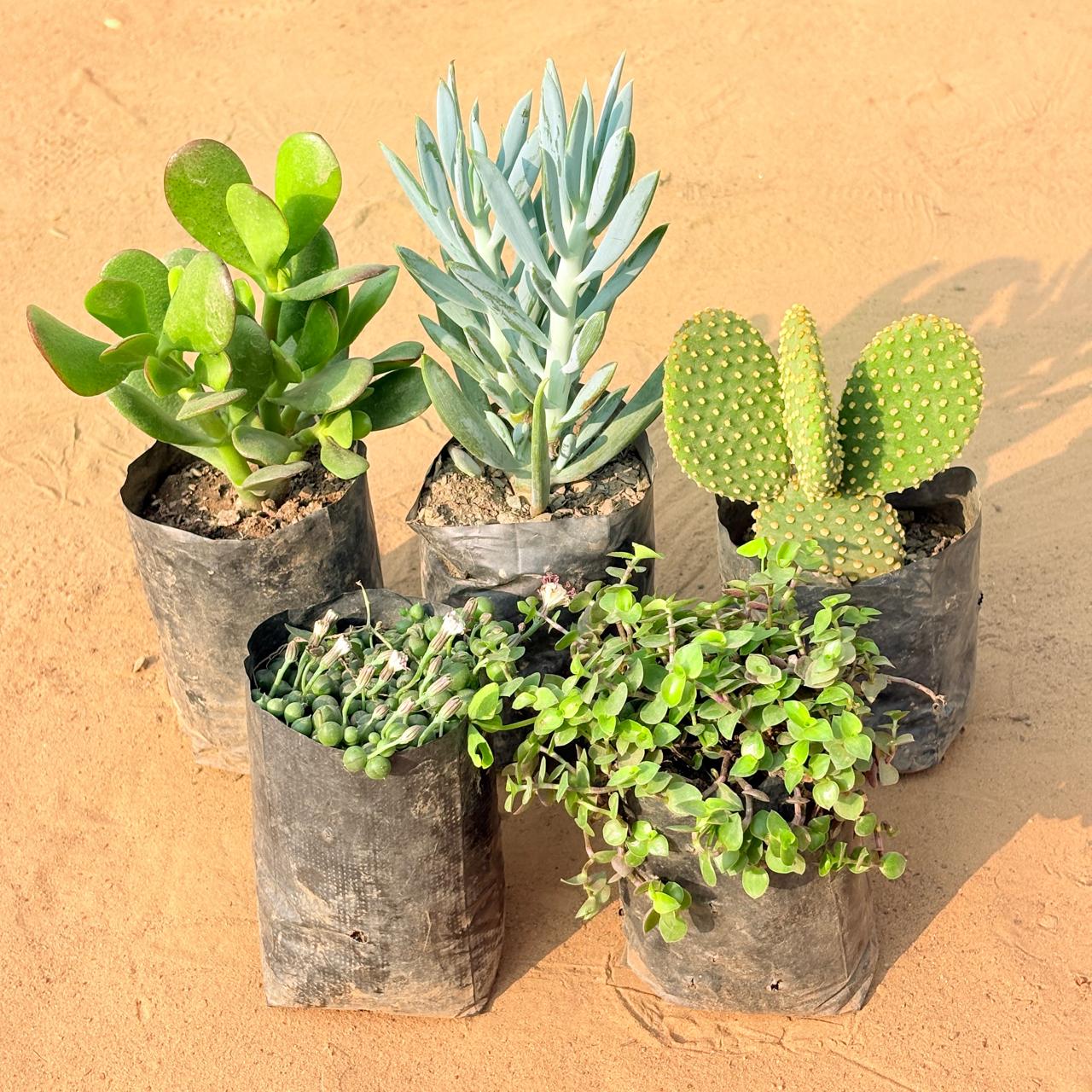 Set of 5 - Crassula Ovata/ Dhan Kuber, String of Pearls Succulent, Black Lady / Turtle Vine Black, Curio Repens Succulent & Bunny Ear Cactus in 3 inch Nursery Bag