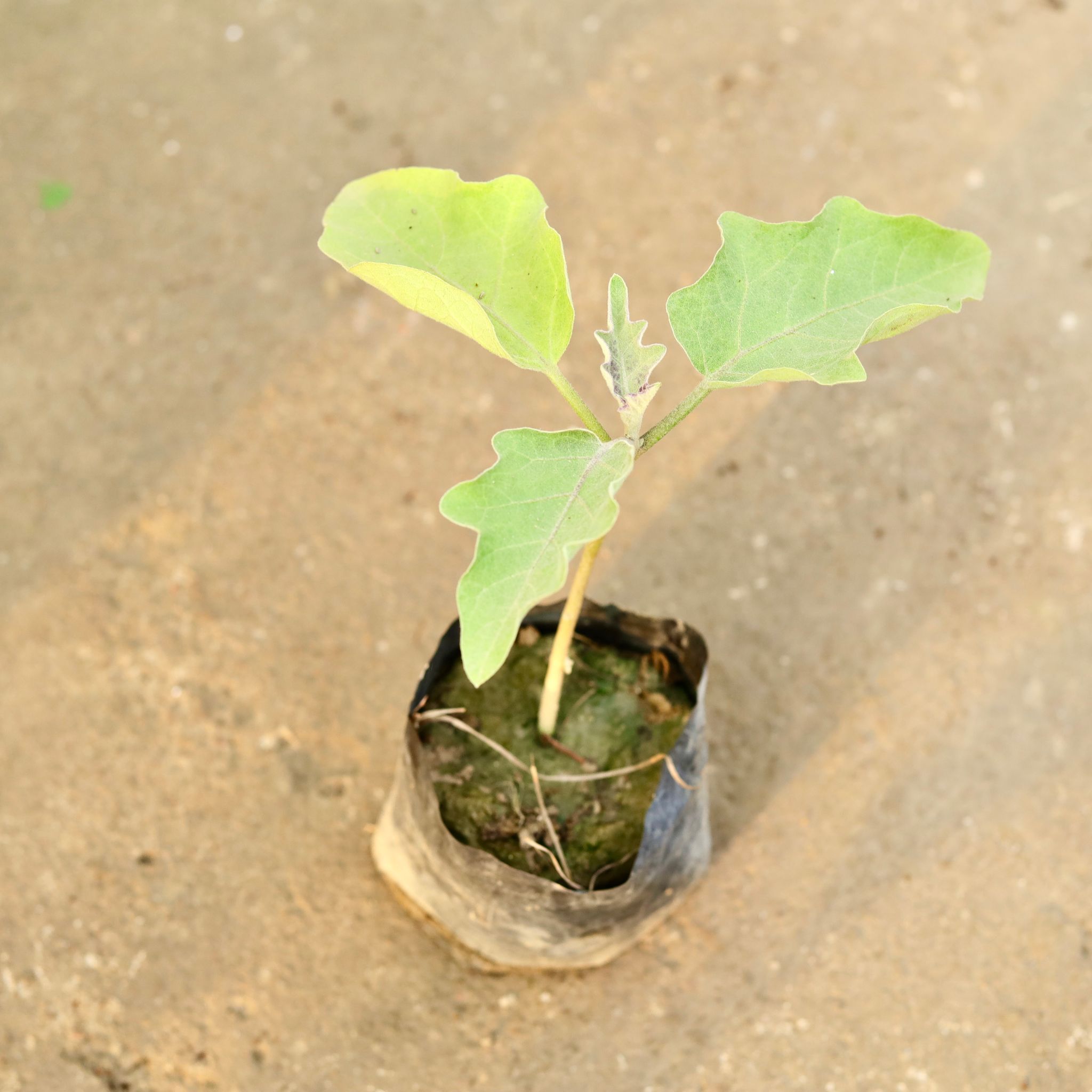Brinjal / Baigan in 3 Inch Nursery Bag