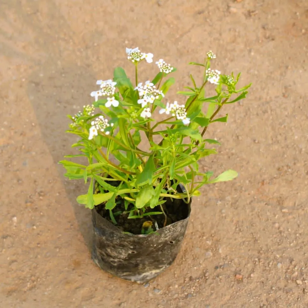 Candytuft (Any colour) in 4 Inch Nursery Bag