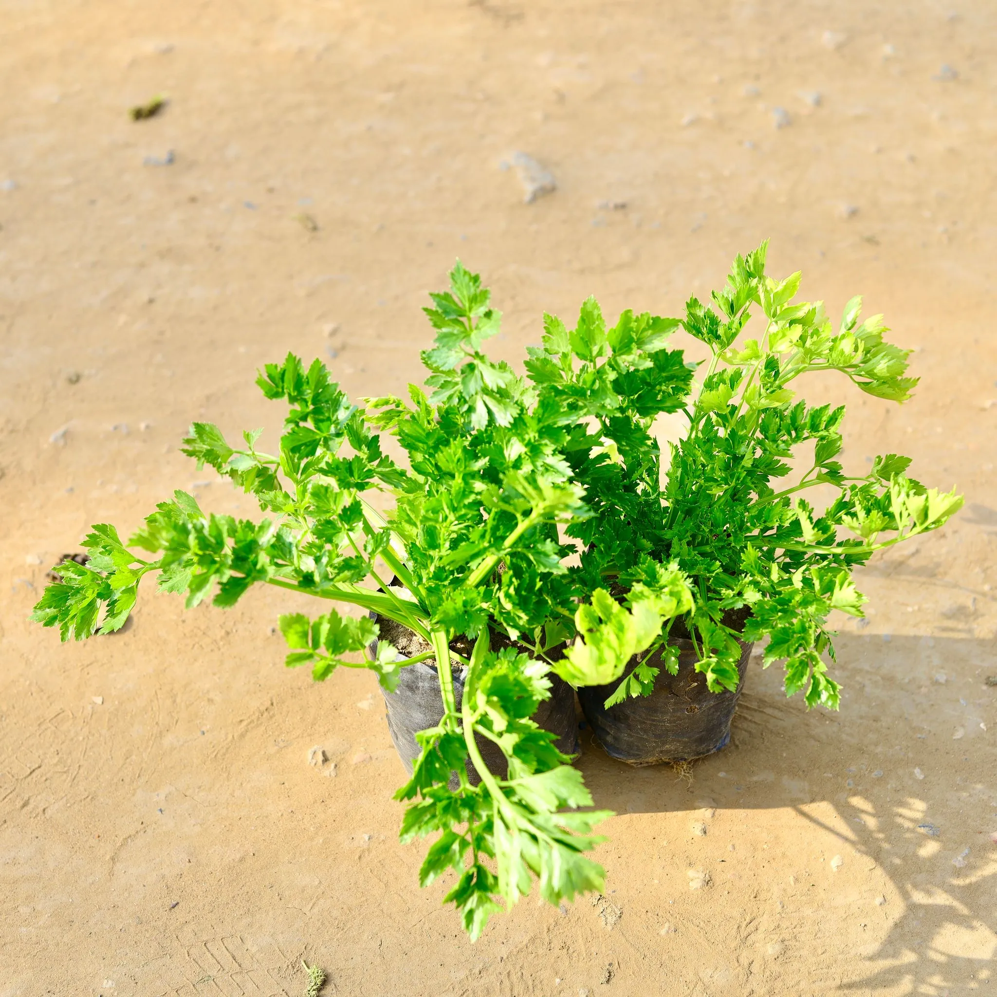 Set of 2 - Parsley in 4 Inch Nursery Bag