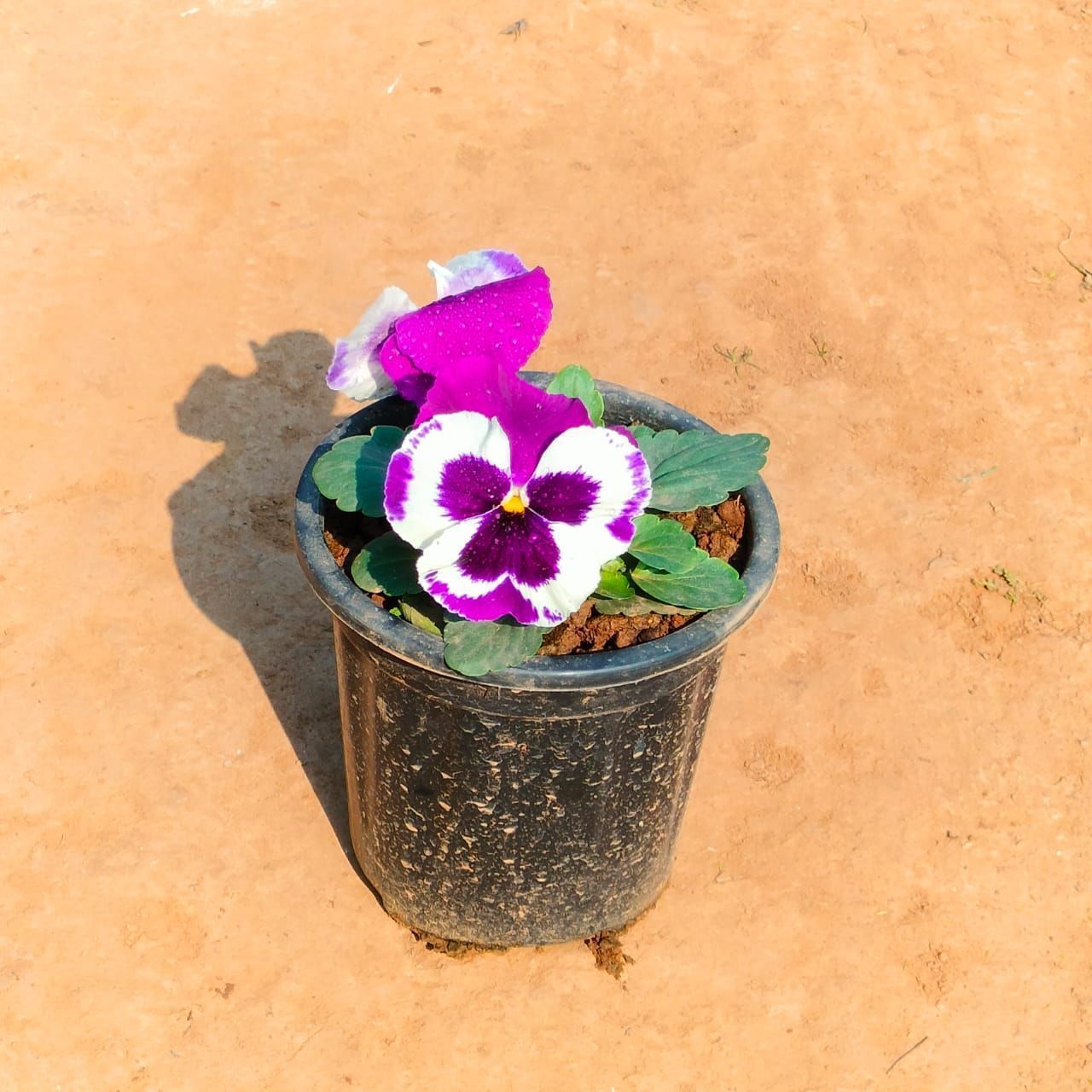 Pansy (any colour) in 5 Inch Nursery Pot