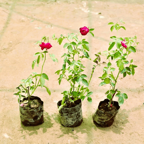 Set of 3 - Desi Gulab / Rose (Any Colour) in 4 Inch Nursery bag