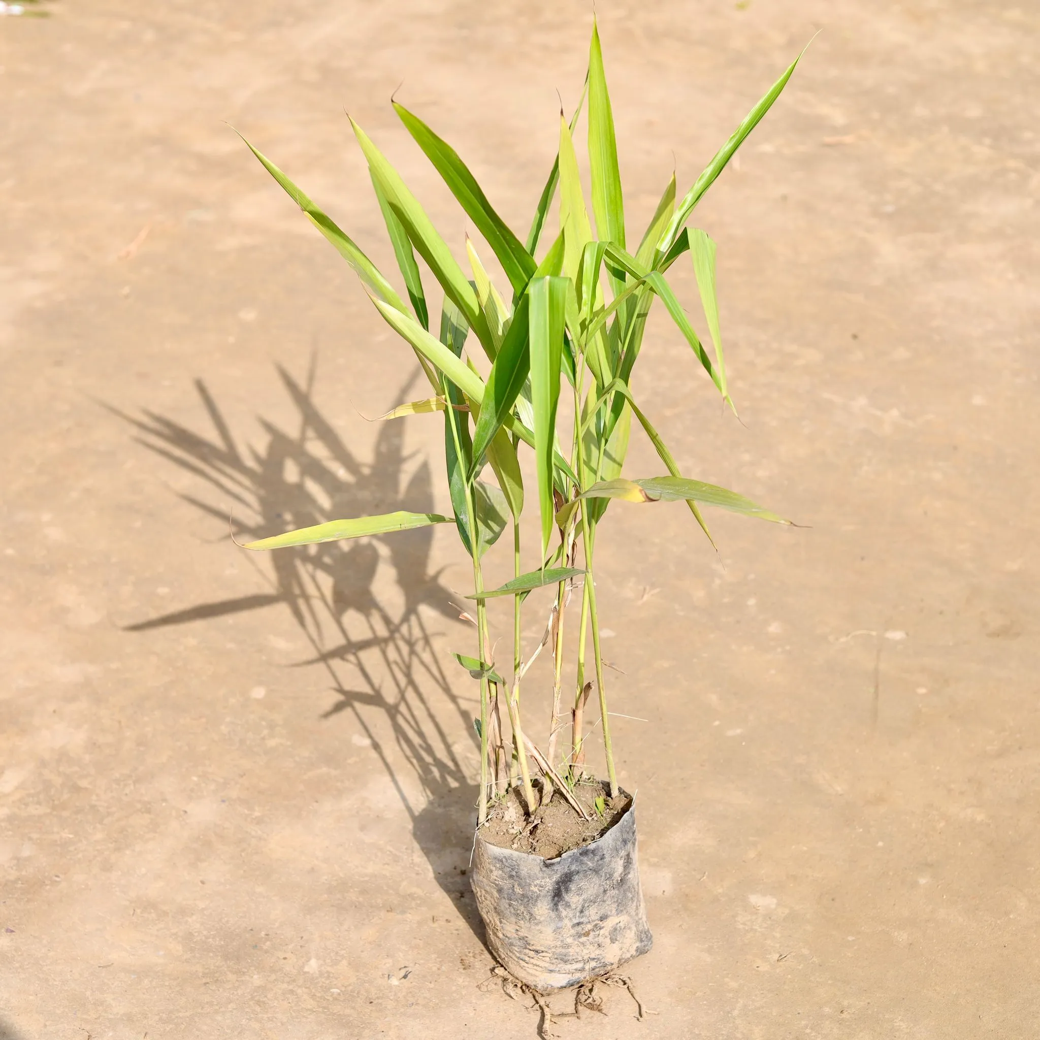 Elaichi / Cardamom (~ 2 Ft) in 3 Inch Nursery Bag