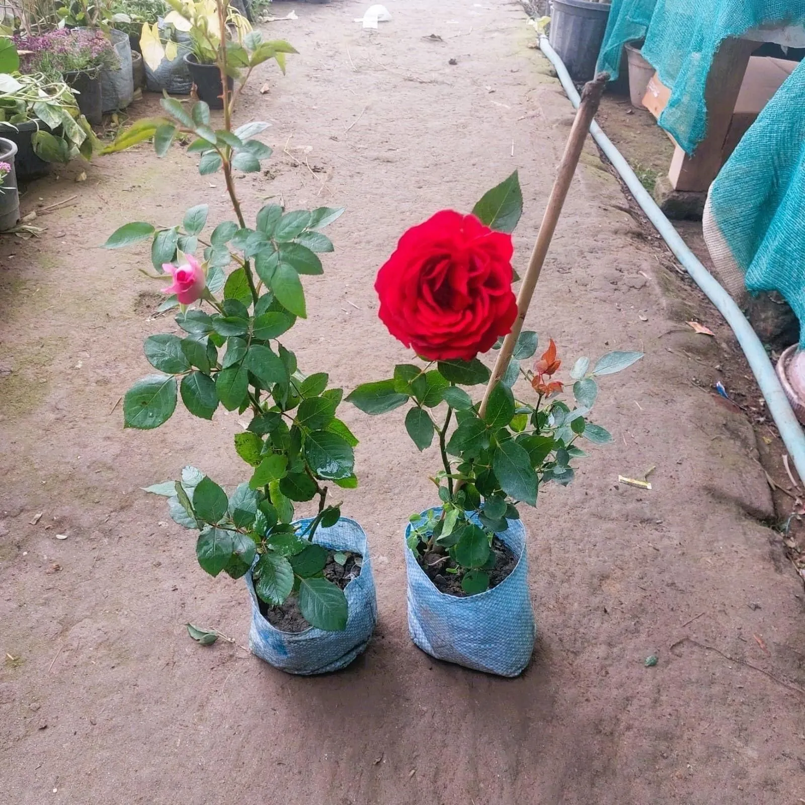 Set of 2 - English Rose / Gulaab (multicolours) in 6 Inch Nursery Bag