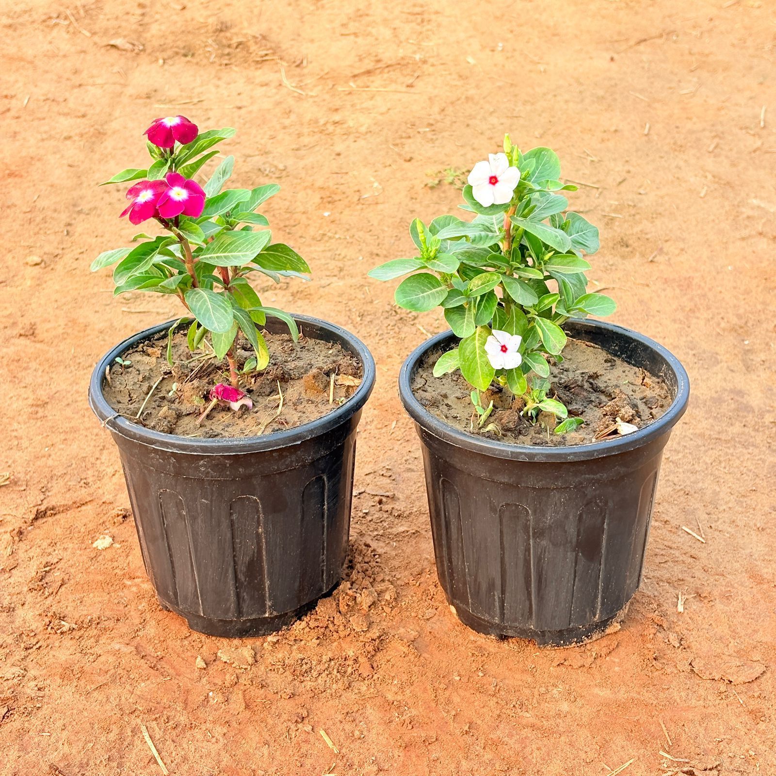 Set of 2 - Periwinkle (any colour) in 6 Inch Nursery Pot
