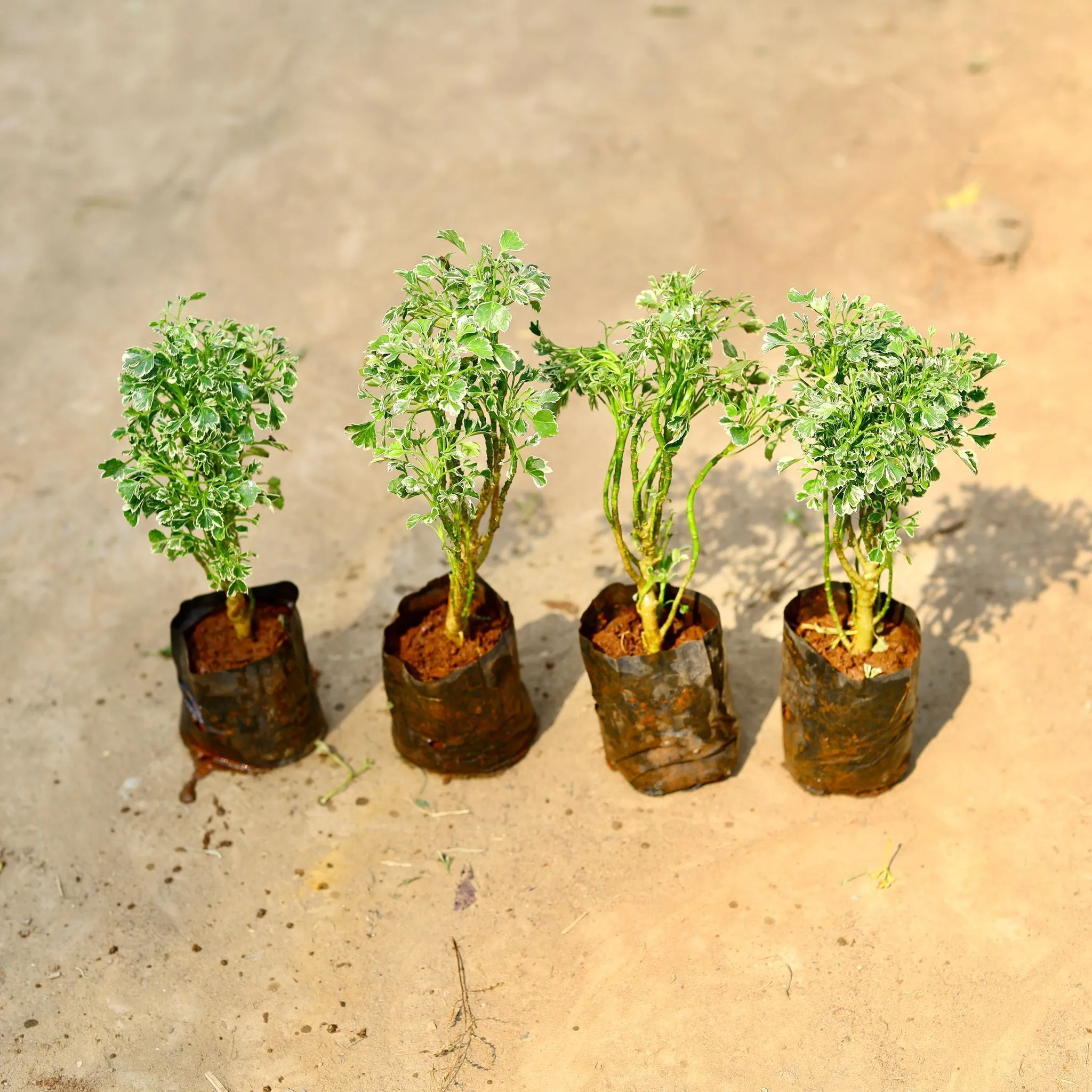 Set of 4 - Aralia Variegated in 4 inch Nursery bag