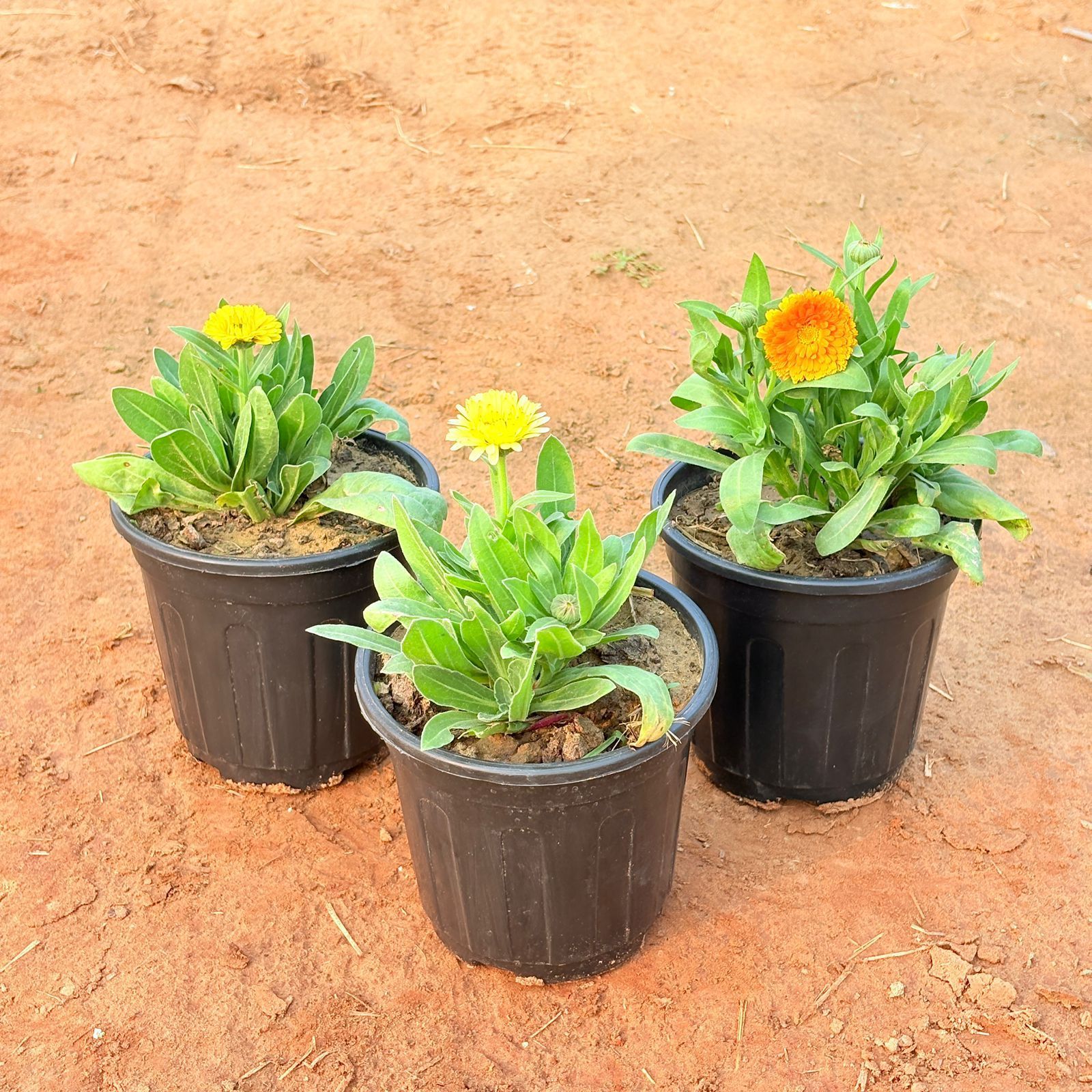 Set of 3 - Calendula (any colour) in 6 Inch Nursery Pot