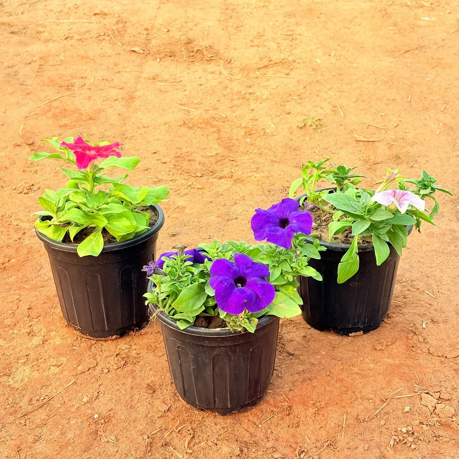 Set of 3 - Petunia (any colour) in 6 Inch Nursery Pot