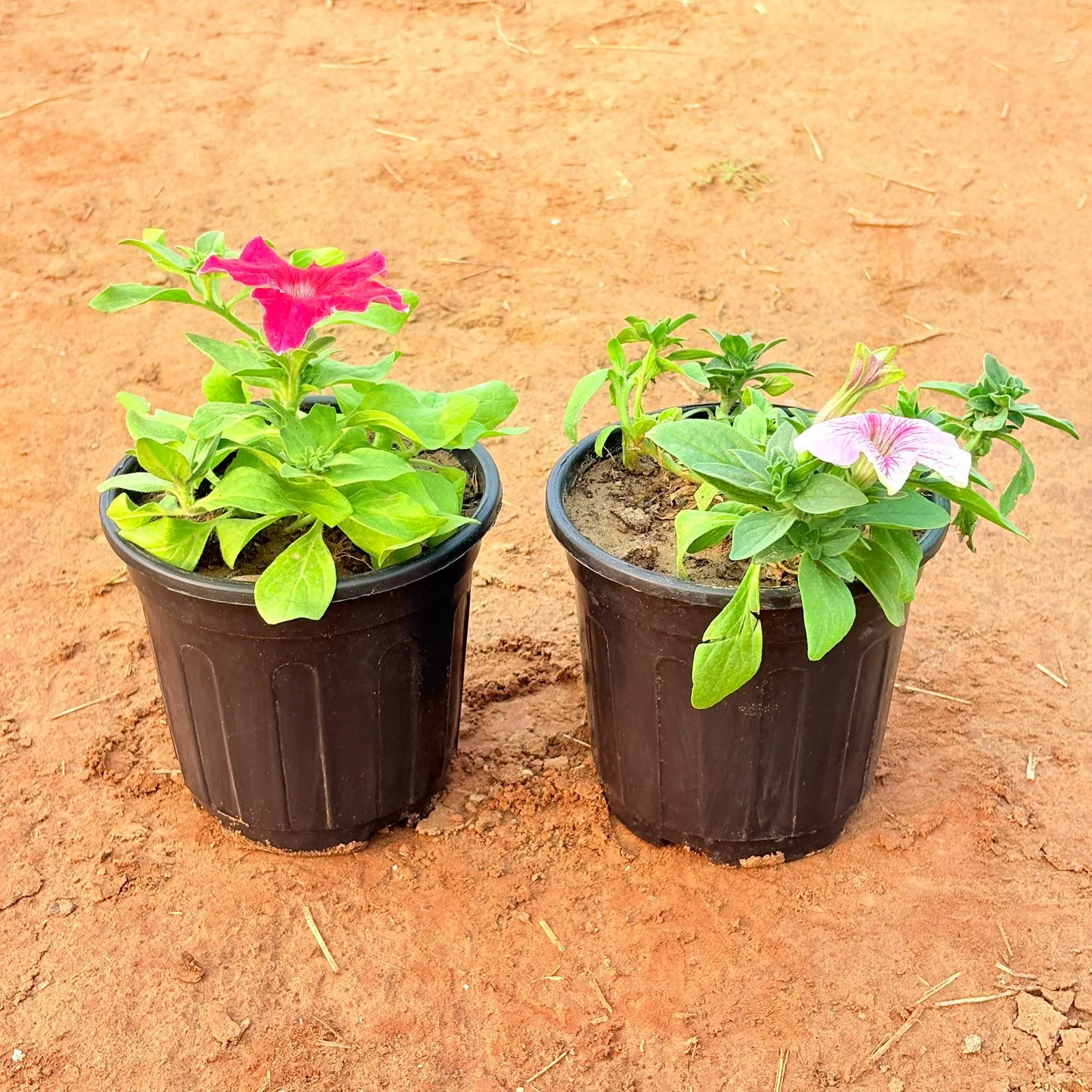 Set of 2 - Petunia (any colour) in 6 Inch Nursery Pot